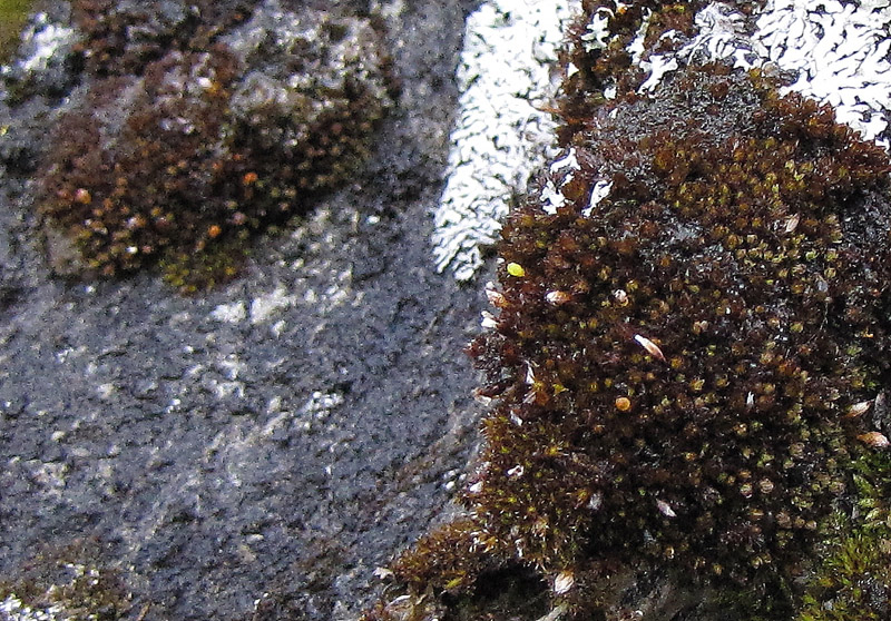 Orthotrichum alpestre